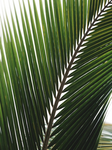 Photo close-up of palm leaves