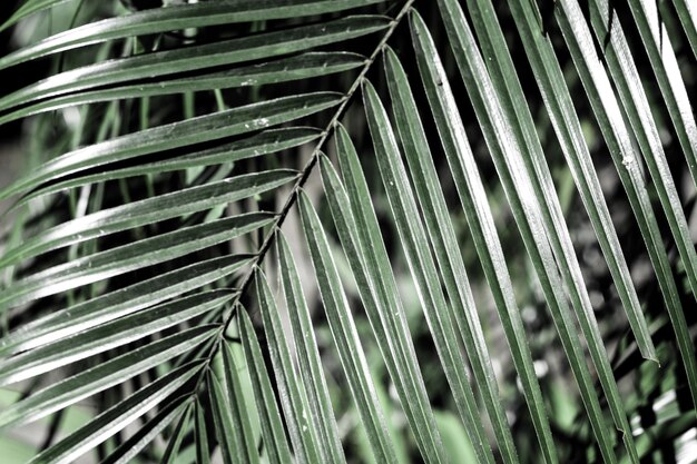 Photo close-up of palm leaves