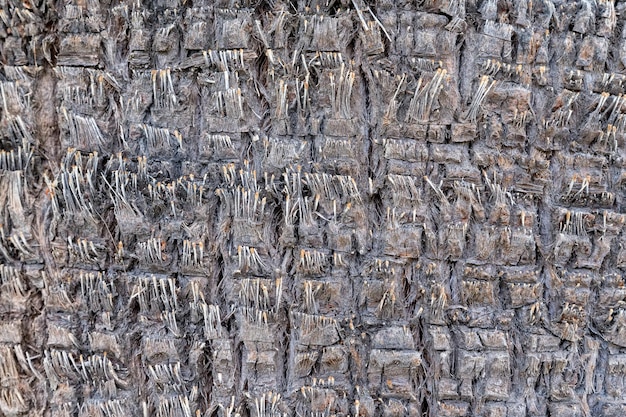 Close up of palm tree bark background texture