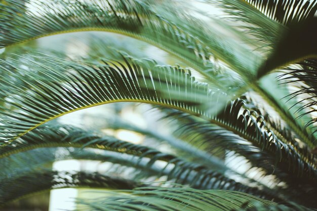 Photo close-up of palm tree leaves