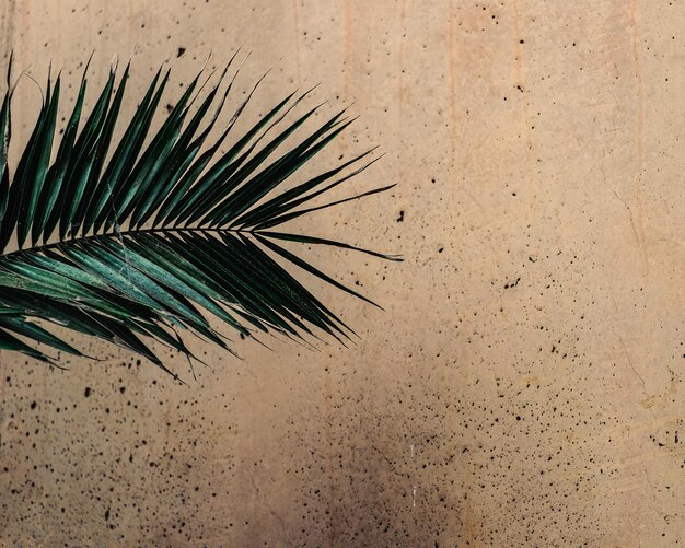 Photo close-up of palm tree