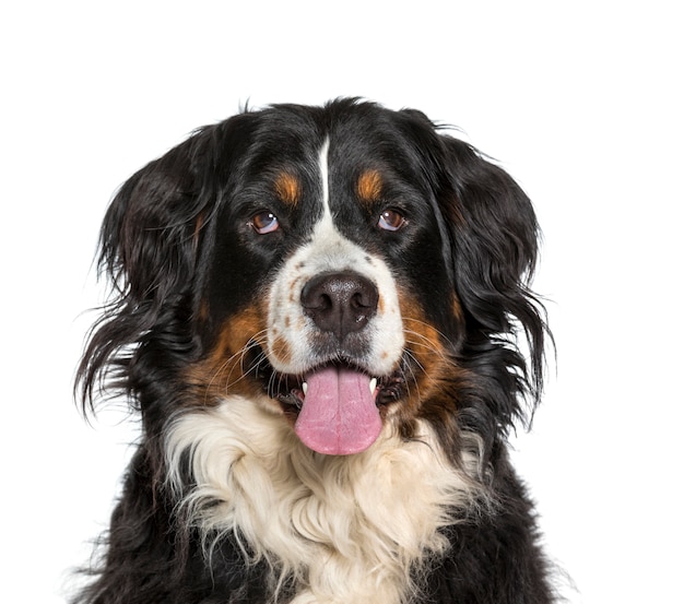 Close-up of a panting Bernese Mountain Dog, cut out