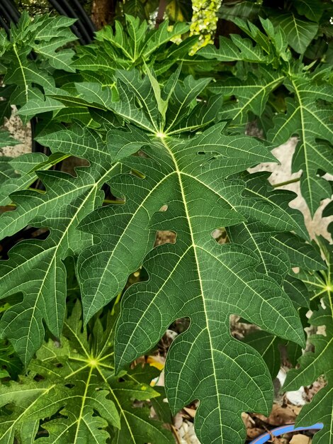 Close up of papaya plant