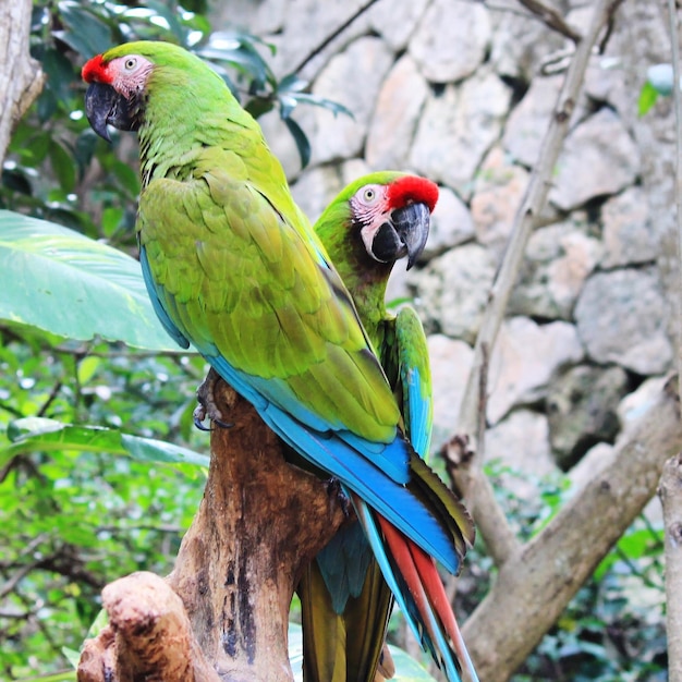 Close-up of parrot perching on branch