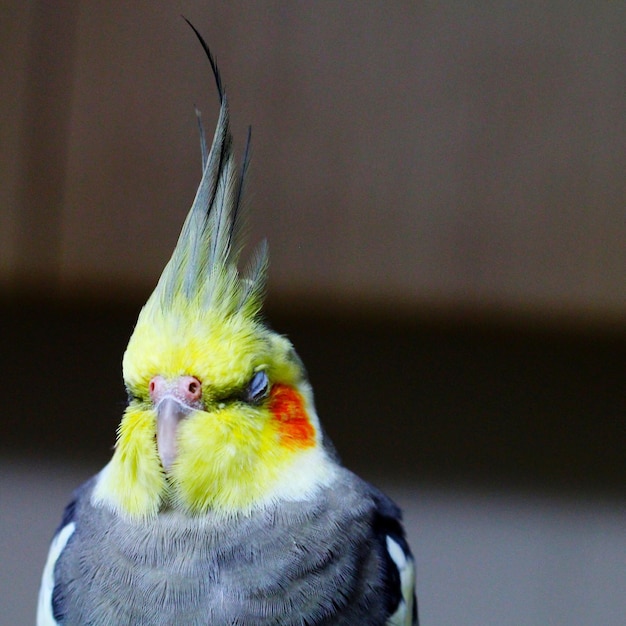 Close-up of parrot perching outdoors