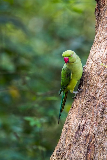 Photo close-up of parrot perching on tree