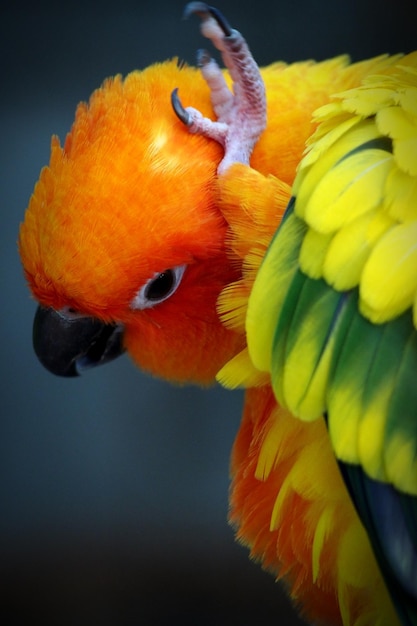 Photo close-up of parrot perching on yellow flower