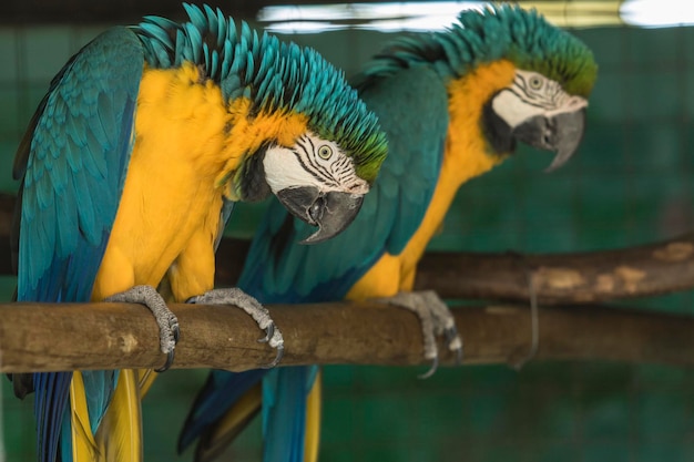 Photo close-up of parrot perching