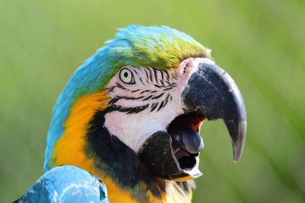 Close-up of a parrot