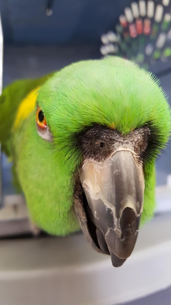 Photo close-up of parrot