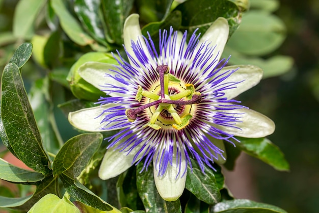 Photo close up passiflora. passion flower (passiflora caerulea) leaf in tropical garden. beautiful passion fruit flower or passiflora (passifloraceae).