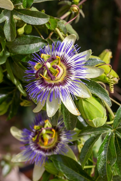 Photo close up passiflora passion flower passiflora caerulea leaf in tropical garden beautiful passion fruit flower or passiflora passifloraceae