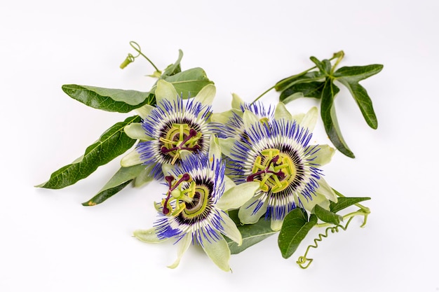 Close up passiflora Passion Flower Passiflora caerulea