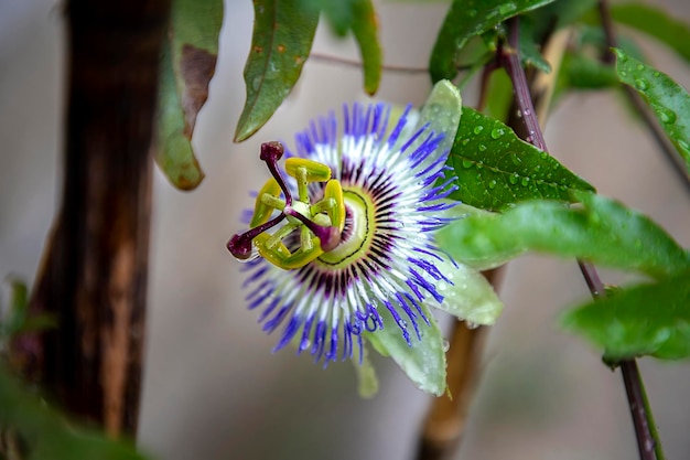 Photo a close up of the passion flower after rain a special flower that blooms for a few days passiflora