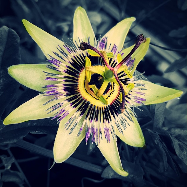 Photo close-up of passion flower