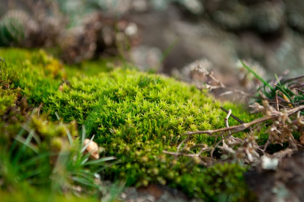 Close-up of a patch of green moss. Explore micro nature.