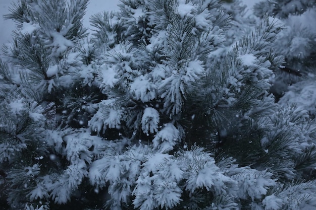 close up pattern of branch of pinus with a snow cover