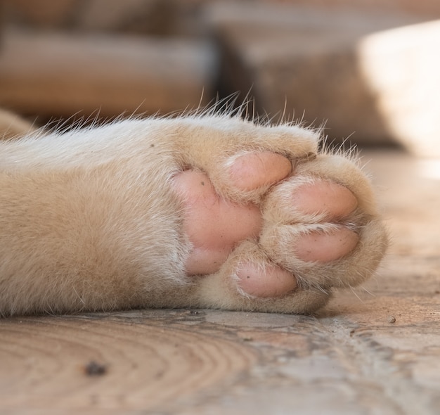 Close up Paw of white cat