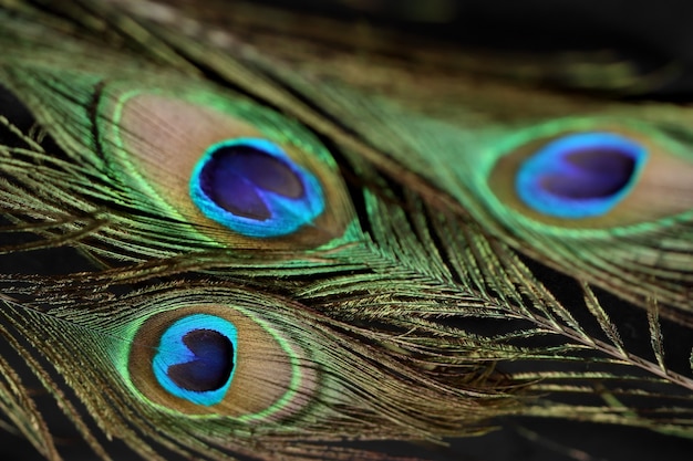 Close up on peacock feather details