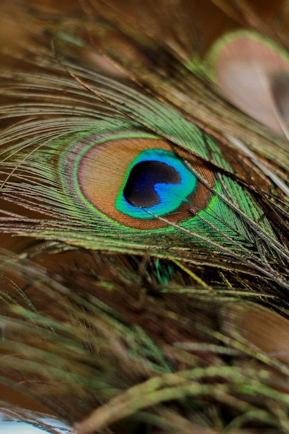 Close up of peacock feathers in aesthetic pot