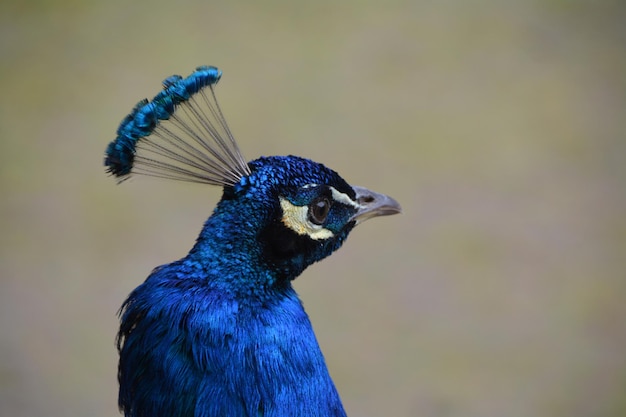 Close-up of peacock