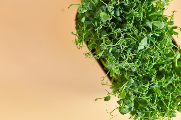 Close up Peas microgreens sprouts Healthy eating Sprouts of green peas concept Superfoodb copy space