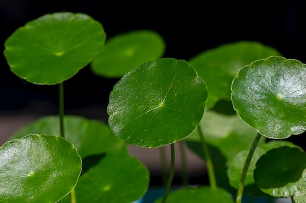 Close up of Pegagan (Centella asiatica) leaf Indian pennywort, medicinal herbs for traditional medicine