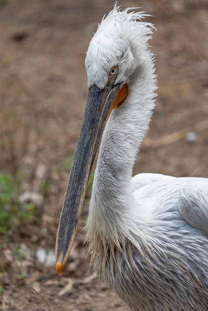 Close-up of pelican in field