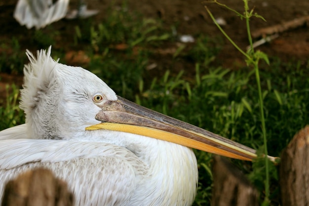 Photo close up of a pelican resting