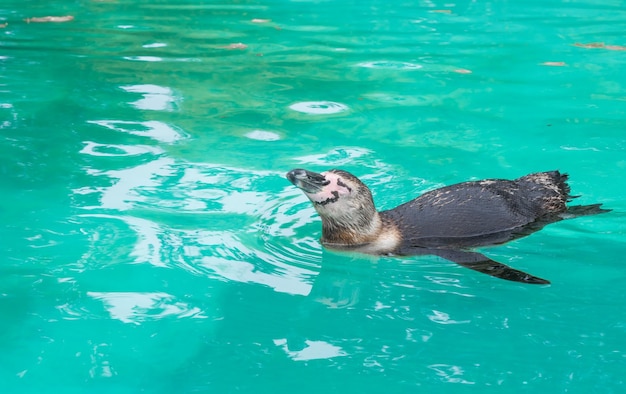 Close up of penguin in the zoo blue water background