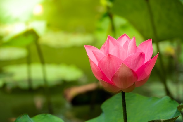 Close up perfect pink water lily or lotus with green lotus leaf in natural pond with sunli