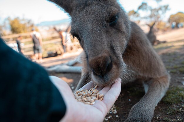 Photo close-up of person feeding kangaroo