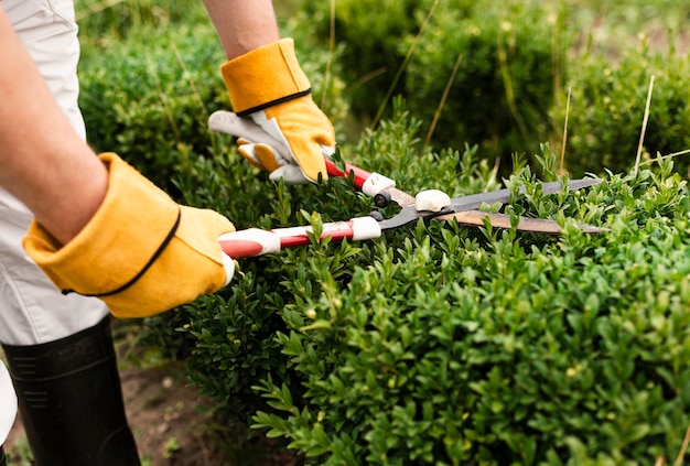 Close-up person using trimming tool on bush