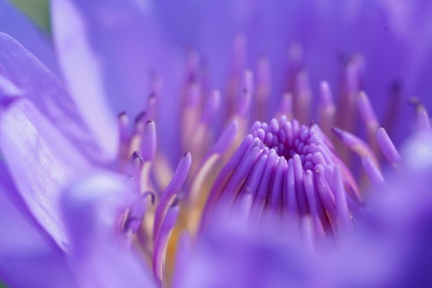 Close up Petal lotus blossom petal macro shot