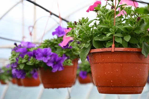 Close up of petunia flower pots hanging in ornamental garden plant shop