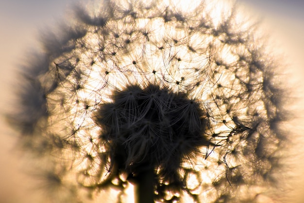 Close-up photo about a dandelion in autumn