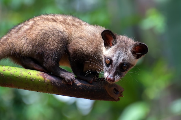 Close up photo of asian palm civet