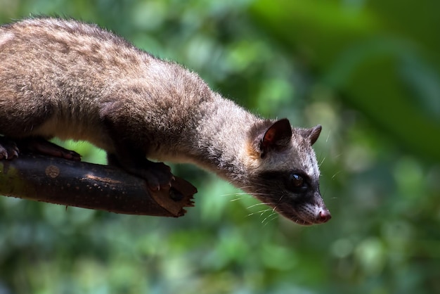 Close up photo of Asian palm civet