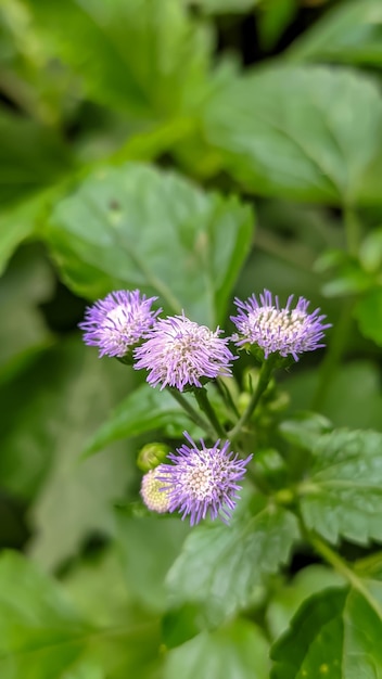 close up photo of Bandotan or Wedusan flower plant Ageratum conyzoides