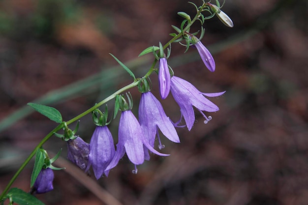 a close up photo of blooming campanula flowers with a brown bokeh background