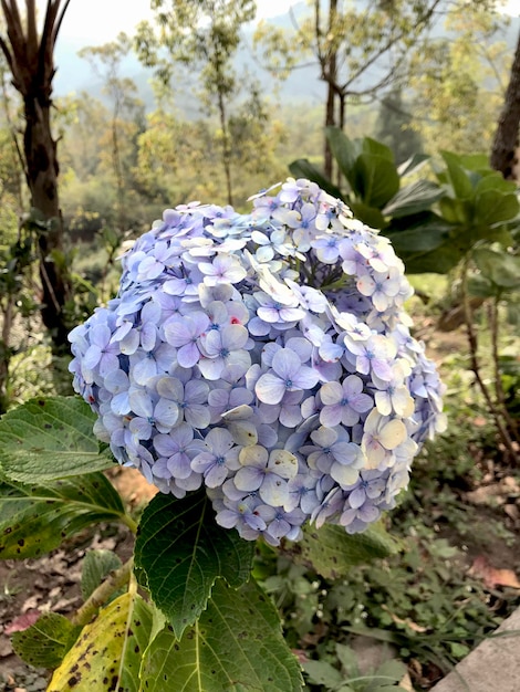 A close up photo of blue hydrangea flower with a blurred background Focused flower photography