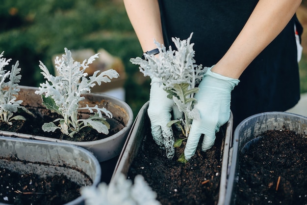 Close up photo of a caucasian woman potting flowers wearing gloves in the backyard