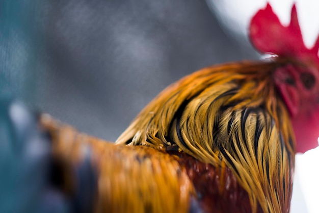 Close-up photo of chicken head