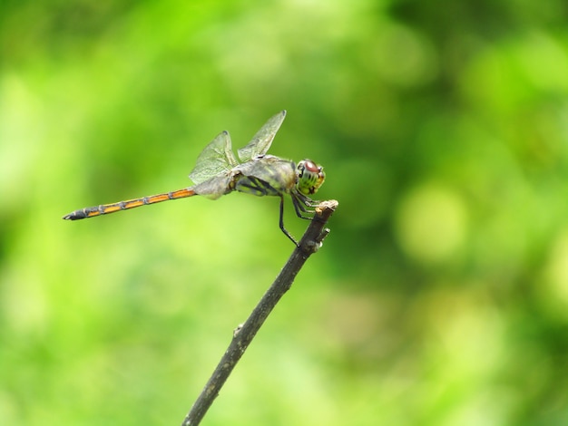 Close Up Photo of dragonfly perches on a wooden branch with a blurred green background