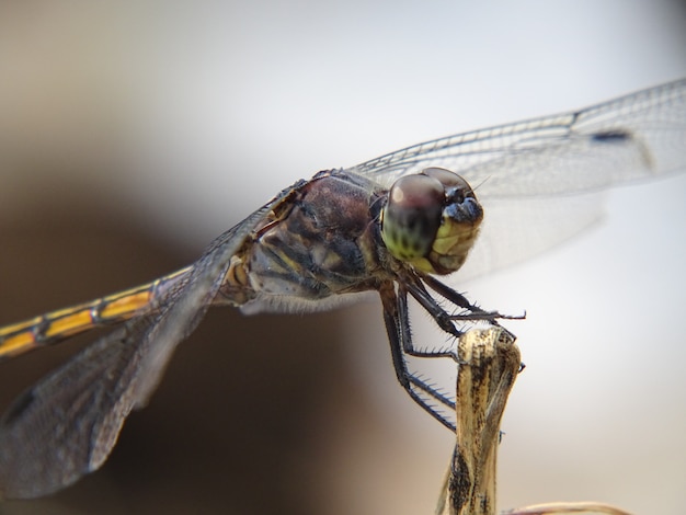 Close Up photo of the Dragonfly