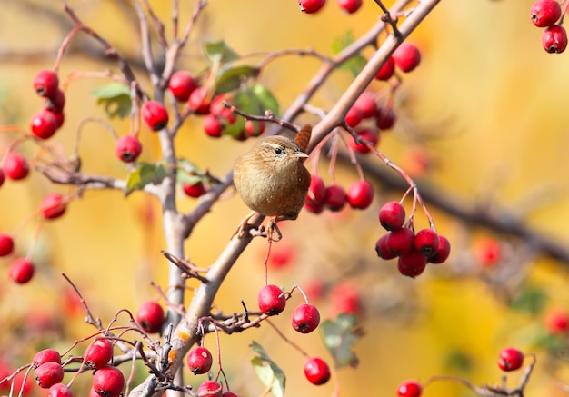 Close up photo of eurasian wren sits on a branch wit bright red berries on beige blurred 