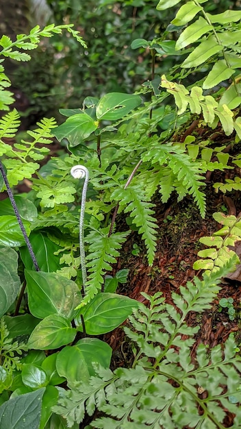 Close-up photo of a forest fern leaf plant or Latin name Diplazium esculentum