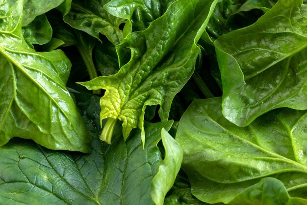 Close up photo of fresh spinach leaves