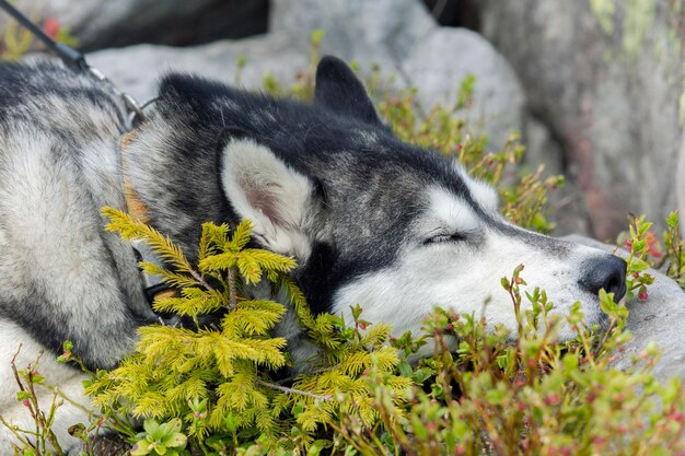 Close up photo of the grey Siberian husky dog sleeping on the nature background