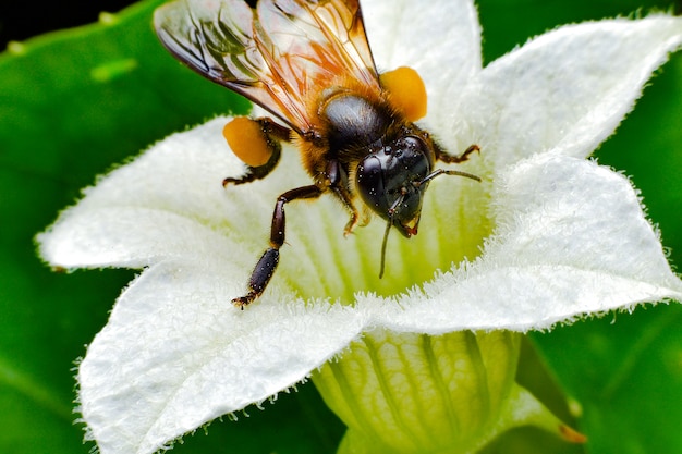 Close-up photo of Honey Bee gathering nectar and spreading pollen.